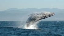 Zynga - największe zyski zapewniają wieloryby
